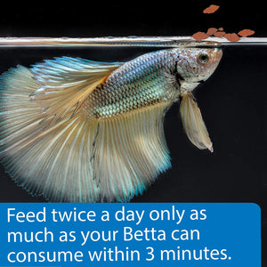 API Betta Flakes Fish Food with Optimal Protein for Healthy Growth - PetMountain.com