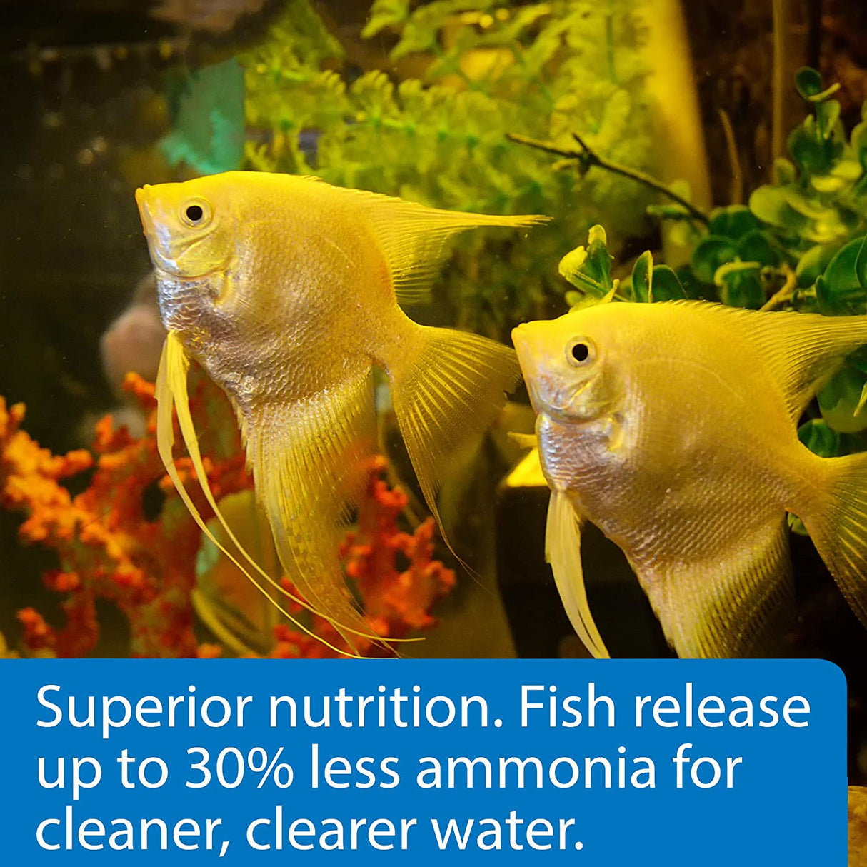6.6 oz (6 x 1.1 oz) API Tropical Flakes Fish Food