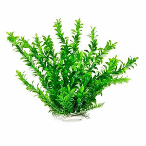 Aquatop Anacharis Aquarium Plant Green - PetMountain.com