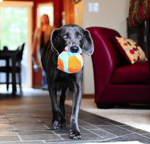 Chuckit Indoor Ball Toy for Dogs - PetMountain.com