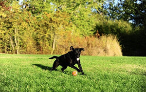 Chuckit Tennis Balls for Dogs - PetMountain.com