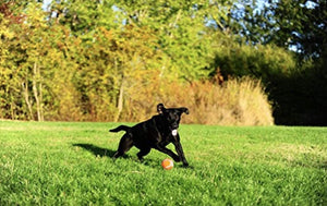 Medium - 36 count (18 x 2 ct) Chuckit Tennis Balls for Dogs