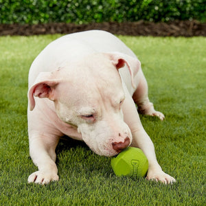 Large - 15 count Chuckit Erratic Ball for Dogs