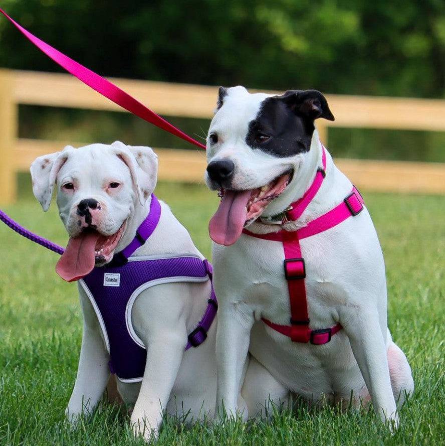 Coastal Pet Comfort Wrap Dog Adjustable Harness Neon Pink - PetMountain.com