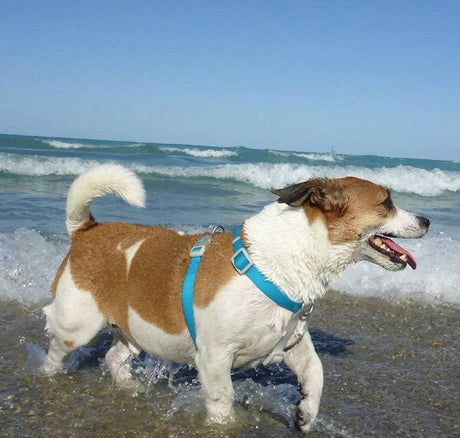 Coastal Pet Pro Waterproof Dog Harness 3/4" Aqua