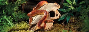 Exo Terra Terrarium Buffalo Skull Decoration - PetMountain.com