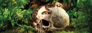 Exo Terra Terrarium Primate Skull Decoration - PetMountain.com
