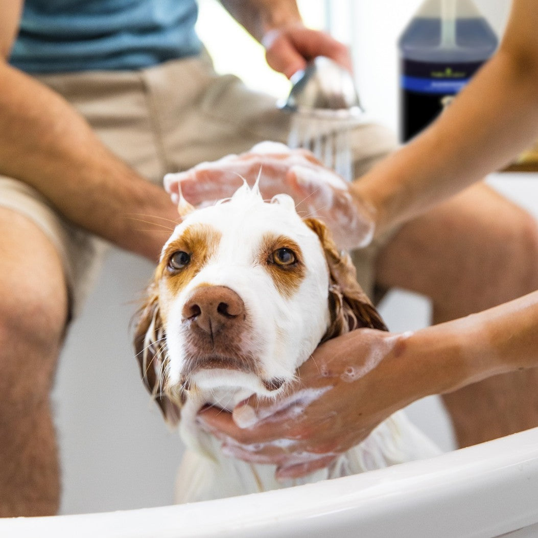 2 gallon (2 x 1 gal) FURminator deShedding Ultra Premium Shampoo for Dogs