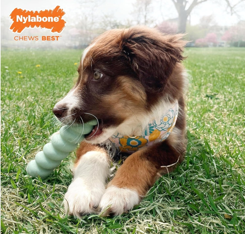 1 count Nylabone Puppy Sensory Material Roll and Chew Stick Peanut Butter Flavor