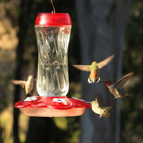 More Birds Orion Glass Hummingbird Feeder - PetMountain.com