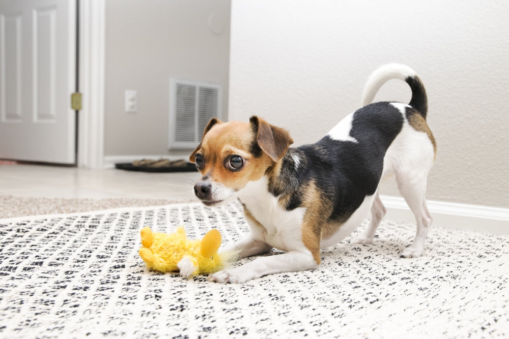KONG Dr. Noyz Duck Plush Squeaker Dog Toy - PetMountain.com
