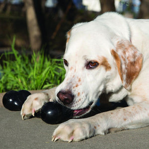 KONG Goodie Bone Dog Toy for Power Chewers Black - PetMountain.com