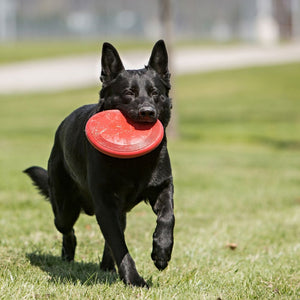 KONG Flyer Disc Soft and Flexible Rubber Dog Toy - PetMountain.com