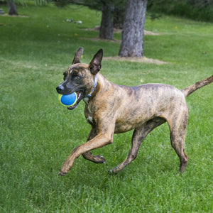 Medium - 3 count KONG Ultra Squeaker Ball Dog Toy