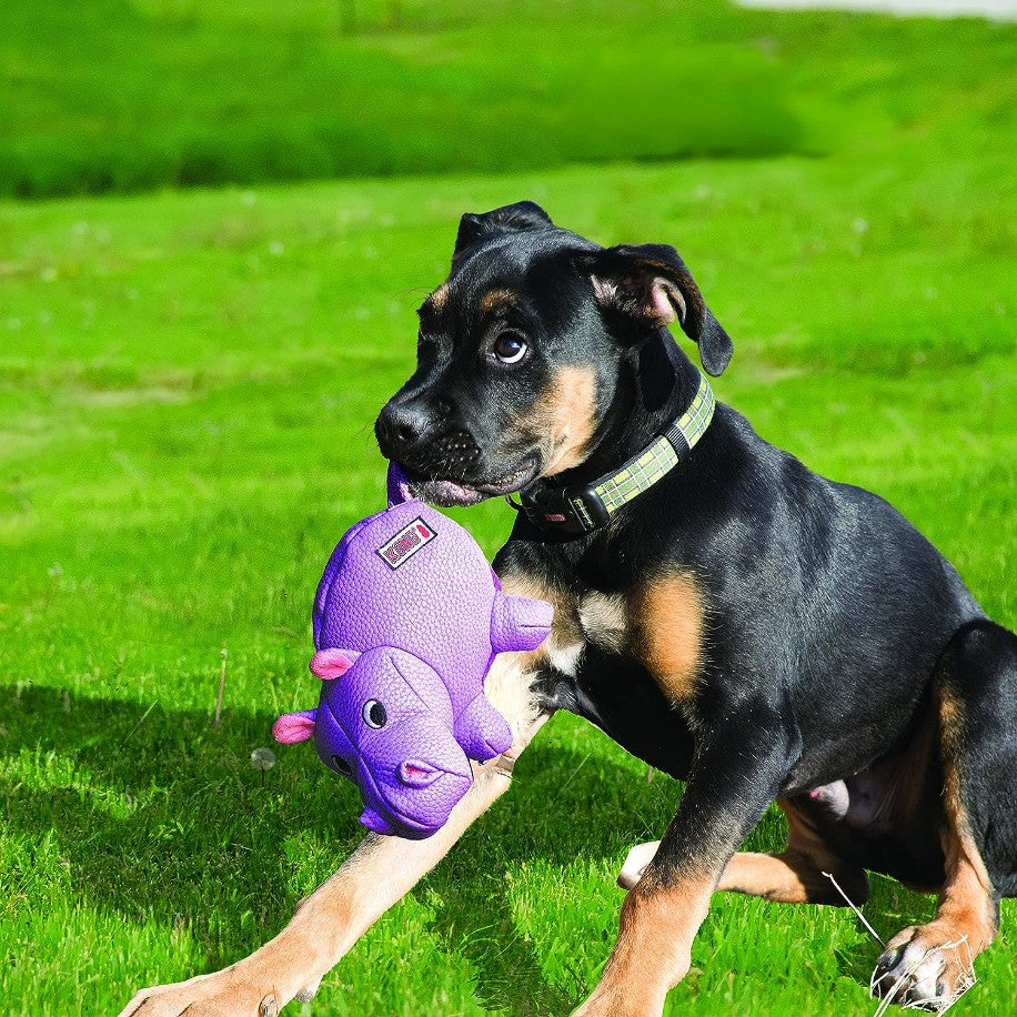 KONG Phatz Pig Squeaker Dog Toy Medium - PetMountain.com