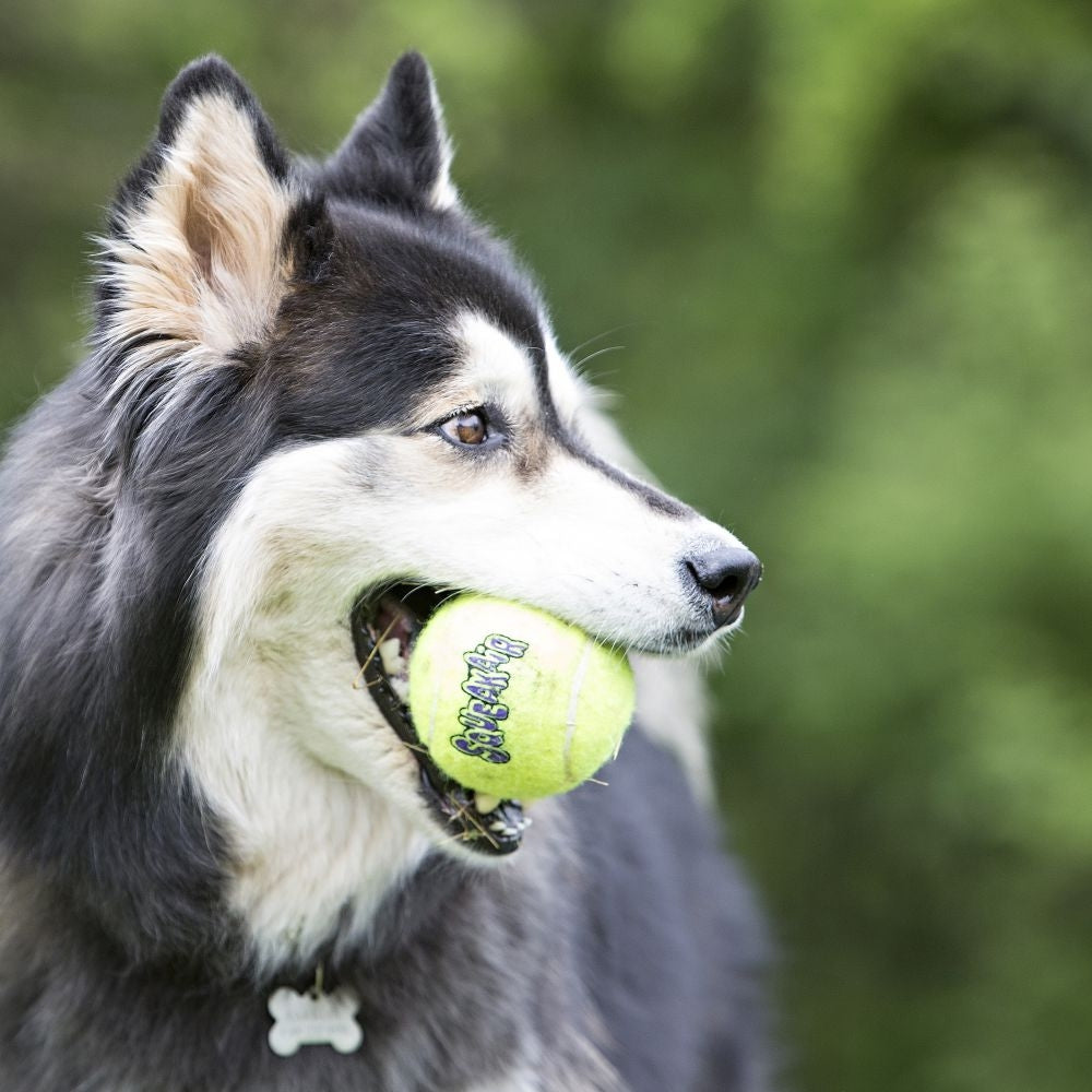 3 count KONG Air Dog Squeaker Tennis Balls Medium Dog Toy