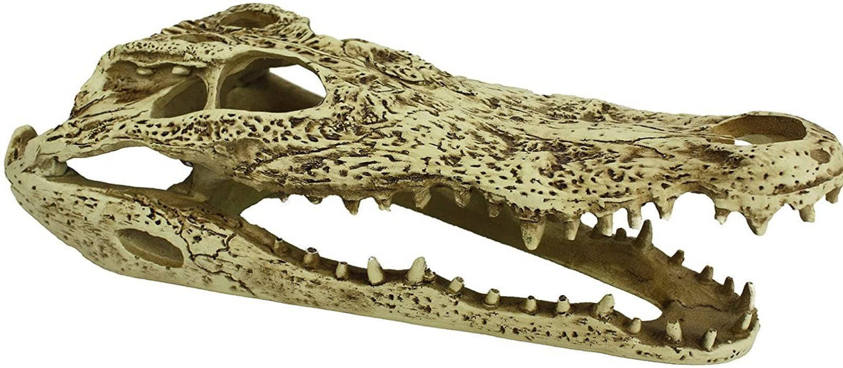 Komodo Alligator Skull Terrarium Decoration - PetMountain.com
