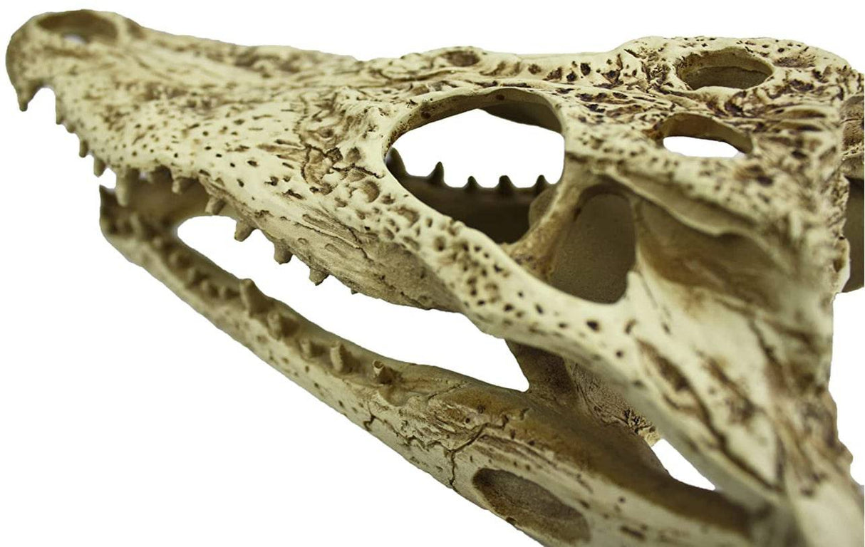 Komodo Alligator Skull Terrarium Decoration - PetMountain.com