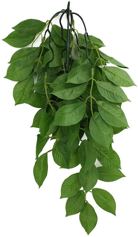 Komodo Grean Leaf Hanging Vine Terrarium Plant