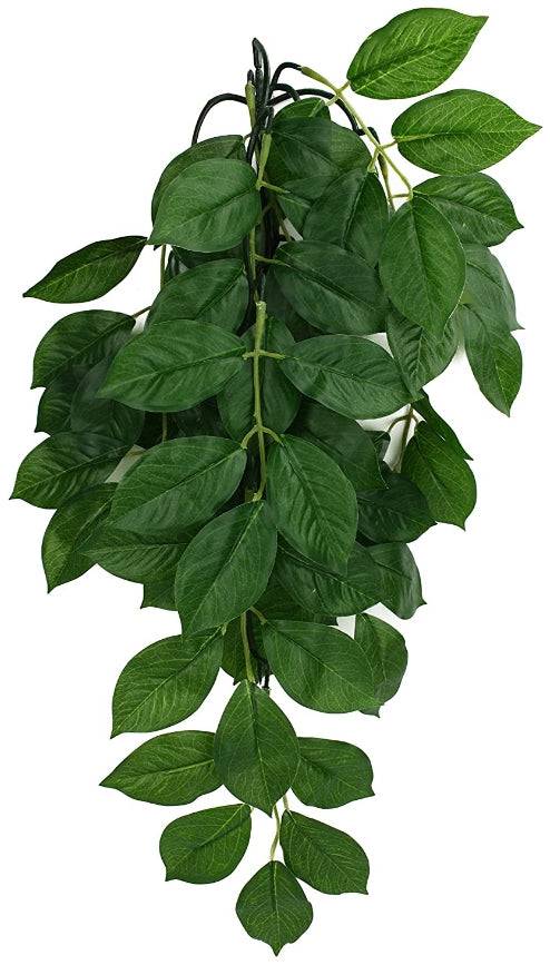 Komodo Grean Leaf Hanging Vine Terrarium Plant - PetMountain.com