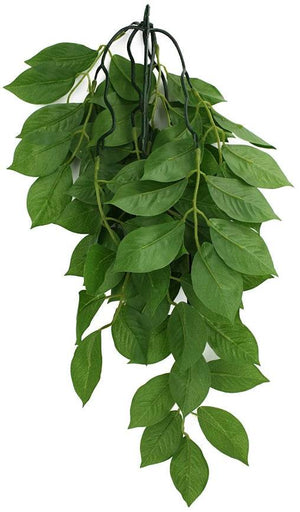 Komodo Grean Leaf Hanging Vine Terrarium Plant - PetMountain.com
