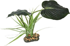 Komodo Jumbo Guiana Terrarium Plant - PetMountain.com