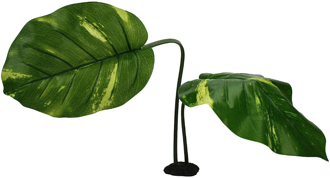 Komodo Jumbo Guiana Terrarium Plant - PetMountain.com