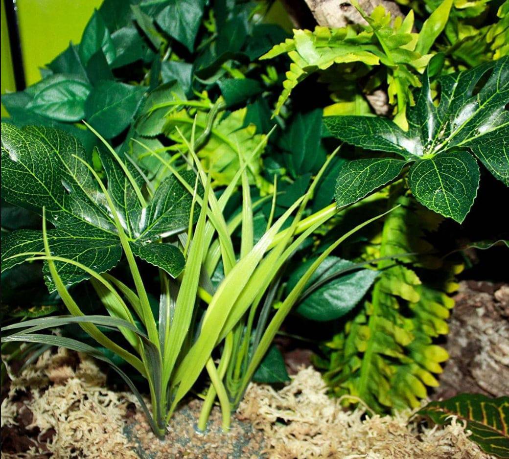 Komodo Jungle Canopy Terrarium Plant - PetMountain.com