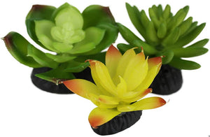 Komodo Succulent Plant Habitat Ornaments - PetMountain.com