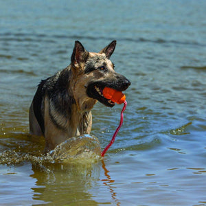 KONG Aqua Floating Dog Toy with Rope