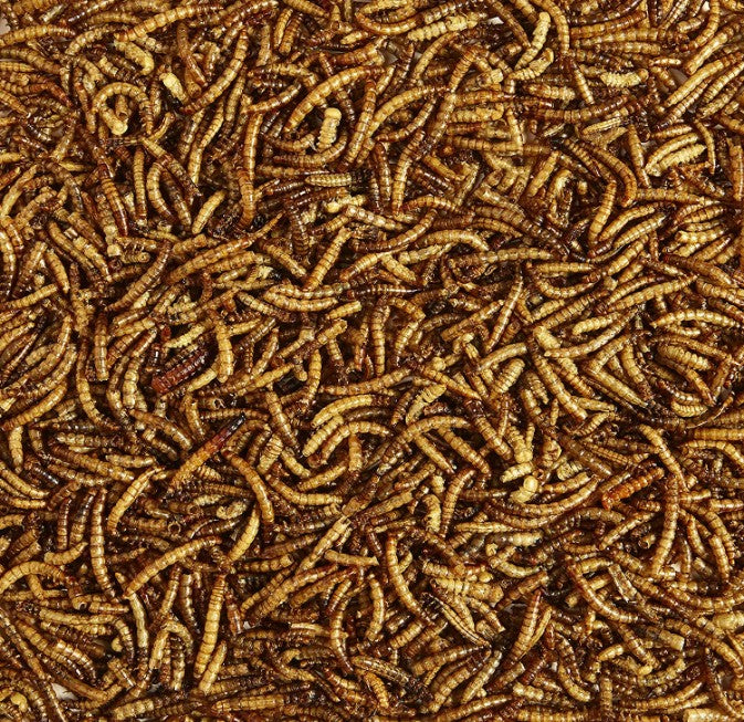 10.5 oz (3 x 3.5 oz) Kaytee Mealworms Wild Bird Food