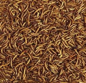 64 oz (2 x 32 oz) Kaytee Mealworms Wild Bird Food