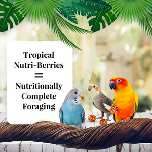 Lafeber Tropical Fruit Nutri-Berries Parakeet, Cockatiel and Conure Food - PetMountain.com