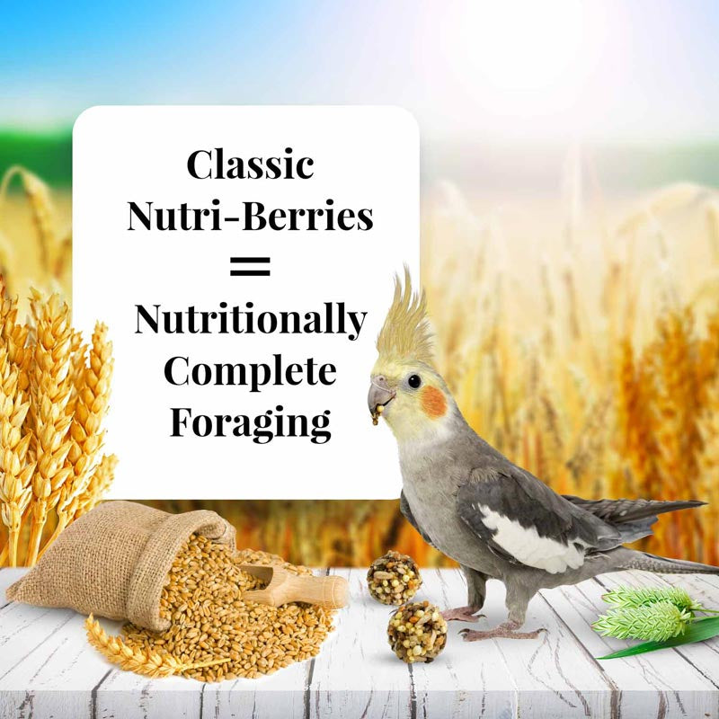 Lafeber Classic Nutri-Berries Cockatiel Food - PetMountain.com