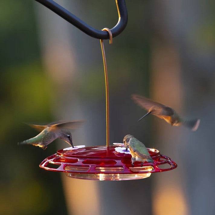More Birds 3 in 1 Hummingbird Feeder - PetMountain.com