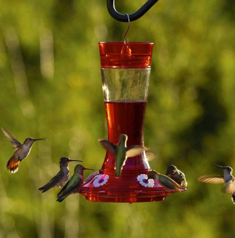 More Birds Garnet Glass Hummingbird Feeder