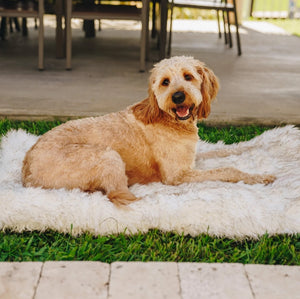 Large - 1 count Paw PupRug Portable Orthopedic Dog Bed White with Brown Accents