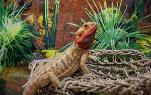 Reptology Natural Lizard Lounger Corner Triangle - PetMountain.com