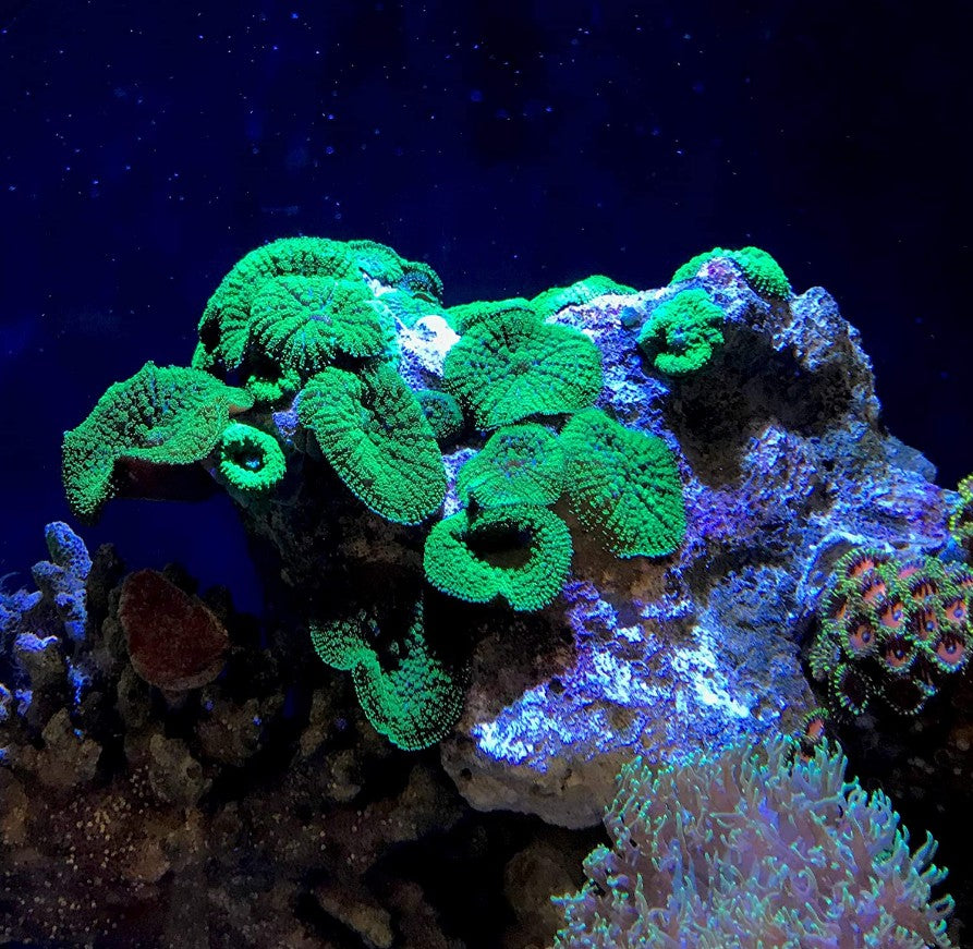 51 oz (6 x 8.5 oz) Seachem Reef Strontium Raises Strontium for Aquariums
