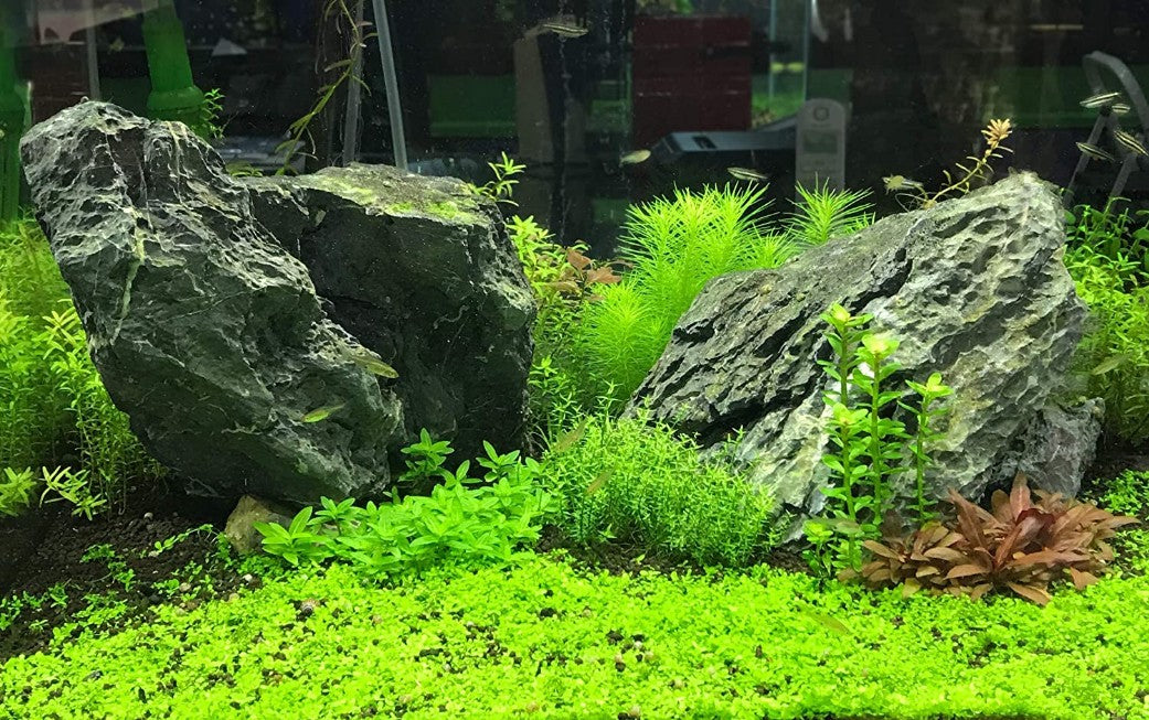 40 count Seachem Flourish Tabs Gravel Bed Supplement for Planted Aquariums