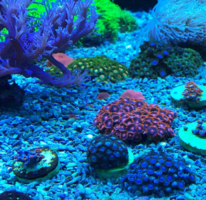 3.4 oz Seachem Reef Dip Coral Disinfectant
