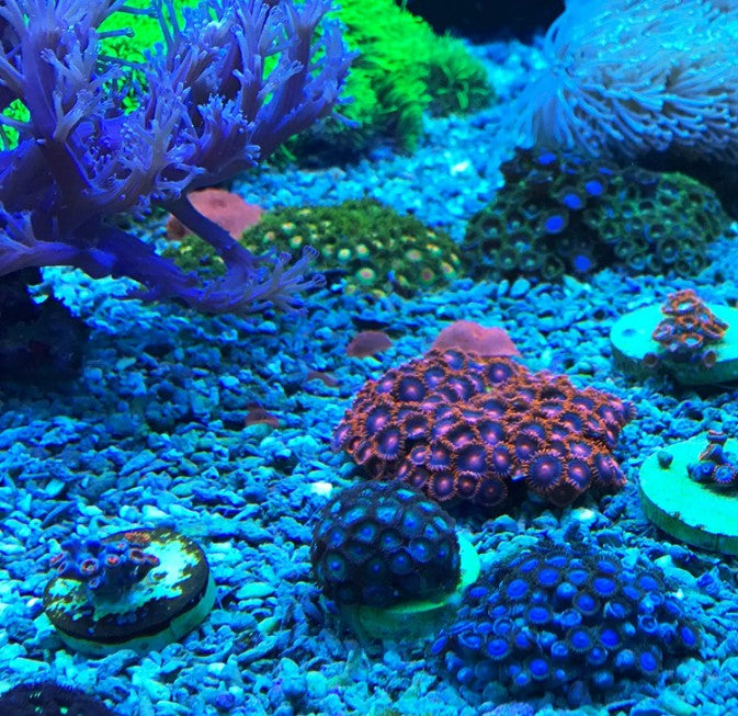 20.4 oz (6 x 3.4 oz) Seachem Reef Dip Coral Disinfectant