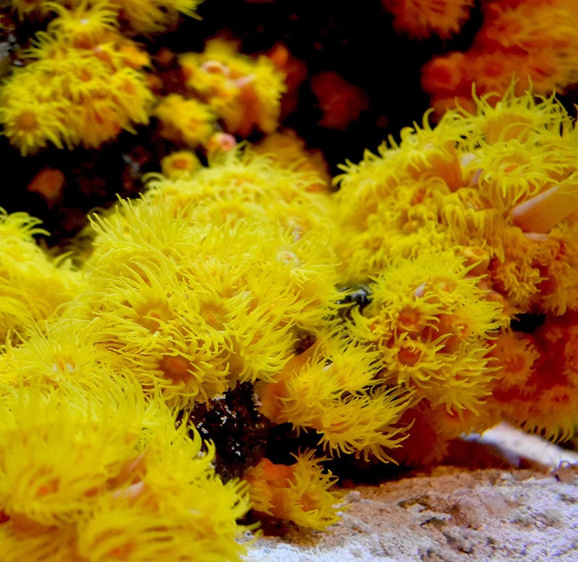 1.3 lb Seachem Reef Advantage Magnesium Raises Magnesium for Aquariums