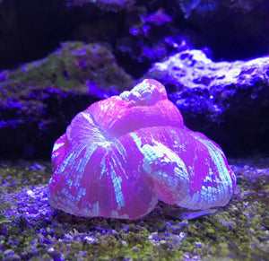 3000 gram (12 x 250 gm) Seachem Reef Buffer Raises pH to 8.3 in Aquariums