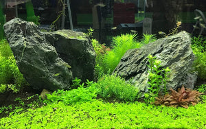 1250 mL (5 x 250 mL) Seachem Flourish Advance Growth Enhancer for Live Aquarium Plants