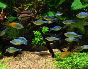 250 mL Seachem Pristine Natural Organic Waste Managment Eliminates Sludge and Detritus in Aquariums