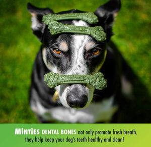 80 count (2 x 40 ct) Sergeants Minties Dental Treats for Dogs Medium Large