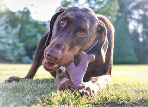 Spot Bambone Wish Bone Bacon Dog Treat Medium - PetMountain.com