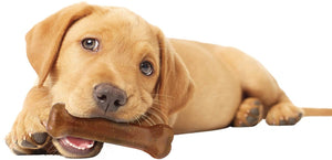 Nylabone Puppy Chew Starter Kit - PetMountain.com