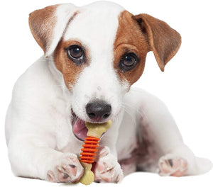 Small - 1 count Nylabone Dental Chew Pro Action Dental Dog Chew Bacon Flavor